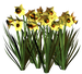 Цветы в PNG
